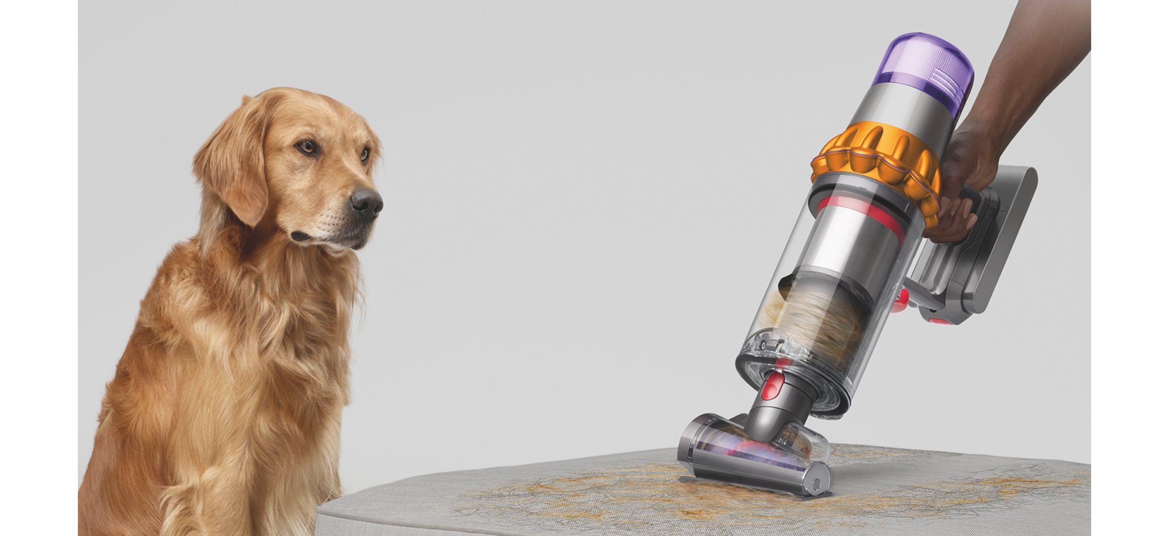 Dog looking at a Dyson vacuum cleaner